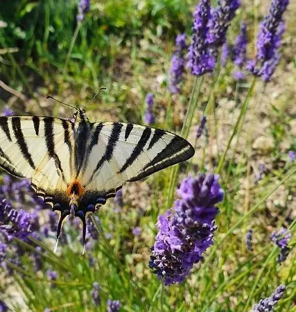 Les Trois Abeilles * Bésignan